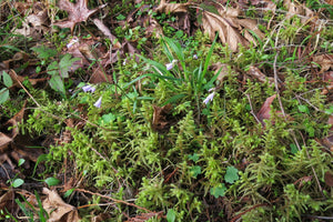 A small population of budding Nuttle's Toothwort (Cardamine nuttallii) grows on the mossy forest floor. One of 100+ species of Pacific Northwest native plants available at Sparrowhawk Native Plants, Native Plant Nursery in Portland, Oregon.