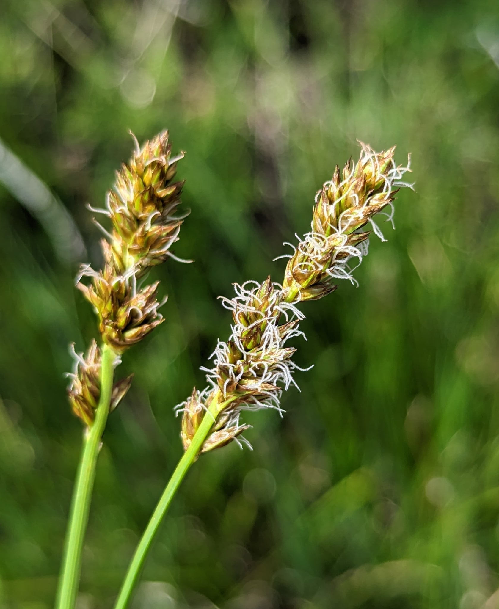 Sedge Inflorescence Dense Sedge (Carex densa) – Sparrowhawk Native Plants