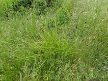 Load image into Gallery viewer, Full growth habit of dense sedge (Carex densa) in the wild. One of 150+ species of Pacific Northwest native plants available at Sparrowhawk Native Plants, Native Plant Nursery in Portland, Oregon.