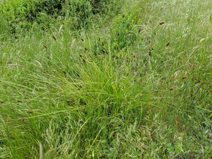 Full growth habit of dense sedge (Carex densa) in the wild. One of 150+ species of Pacific Northwest native plants available at Sparrowhawk Native Plants, Native Plant Nursery in Portland, Oregon.