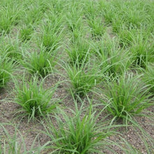 Load image into Gallery viewer, Many dense sedge (Carex densa) plants in production at the nursery. One of 150+ species of Pacific Northwest native plants available at Sparrowhawk Native Plants, Native Plant Nursery in Portland, Oregon.