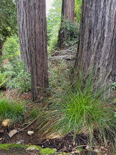 Load image into Gallery viewer, Mature, evergreen slender-foot sedge (Carex leptopoda) growing at the base of a tree in a moist forest. One of approximately 200 species of Pacific Northwest native plants available at Sparrowhawk Native Plants, native plant nursery in Portland, Oregon.