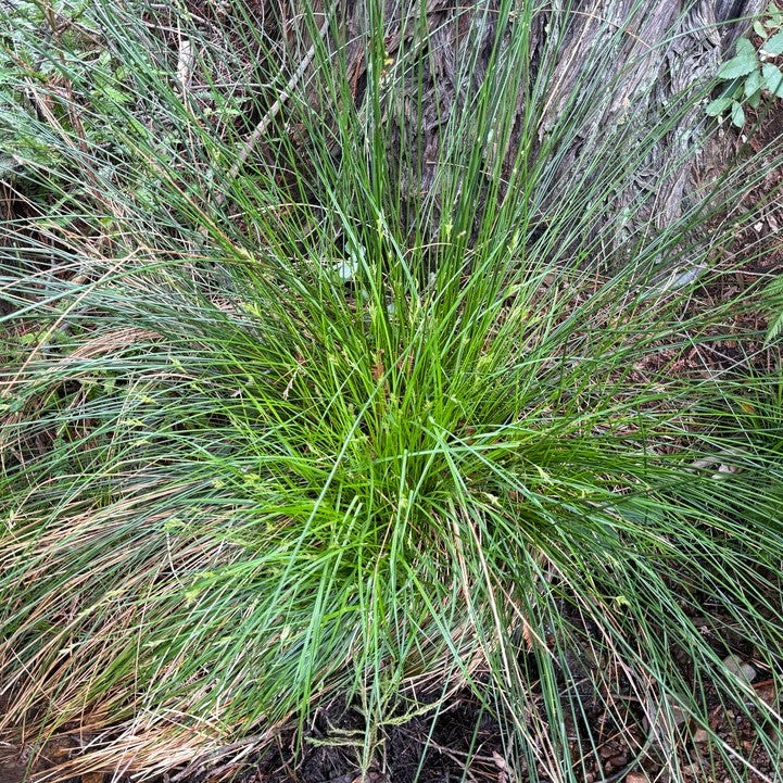Slender-foot Sedge (Carex leptopoda) – Sparrowhawk Native Plants