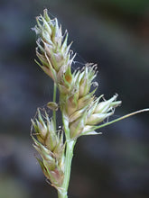 Load image into Gallery viewer, Close up of the inflorescence of slender-foot sedge (Carex leptopoda). One of approximately 200 species of Pacific Northwest native plants available at Sparrowhawk Native Plants, native plant nursery in Portland, Oregon.
