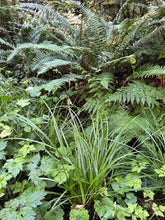 Load image into Gallery viewer, Slender-foot sedge (Carex leptopoda) growing with ferns and other companions in a moist forest. One of approximately 200 species of Pacific Northwest native plants available at Sparrowhawk Native Plants, native plant nursery in Portland, Oregon.