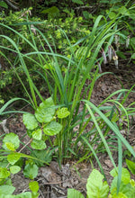 Load image into Gallery viewer, Growth habit of Merten&#39;s sedge (Carex mertensii). One of approximately 200 species of Pacific Northwest native plants available at Sparrowhawk Native Plants, Native Plant Nursery in Portland, Oregon.