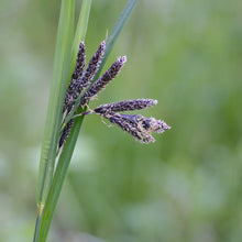 Load image into Gallery viewer, Close-up of the dark, dangling inflorescence of Merten&#39;s sedge (Carex mertensii). One of approximately 200 species of Pacific Northwest native plants available at Sparrowhawk Native Plants, Native Plant Nursery in Portland, Oregon.