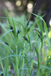 A small population of Merten's sedge (Carex mertensii). One of approximately 200 species of Pacific Northwest native plants available at Sparrowhawk Native Plants, Native Plant Nursery in Portland, Oregon.