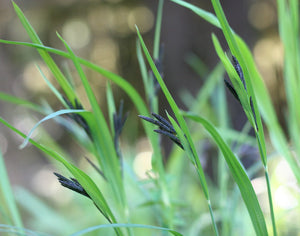 A small population of Merten's sedge (Carex mertensii). One of approximately 200 species of Pacific Northwest native plants available at Sparrowhawk Native Plants, Native Plant Nursery in Portland, Oregon.