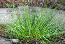 Load image into Gallery viewer, Growth habit of foothill sedge (Carex tumulicola) plug in propagation. One of approximately 200 species of Pacific Northwest native plants available at Sparrowhawk Native Plants nursery in Portland, Oregon