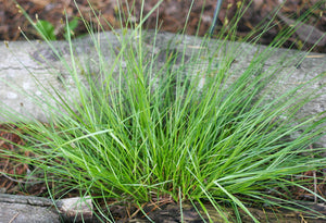 Growth habit of foothill sedge (Carex tumulicola) plug in propagation. One of approximately 200 species of Pacific Northwest native plants available at Sparrowhawk Native Plants nursery in Portland, Oregon