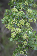 Load image into Gallery viewer, Close up of the lime green flower buds of buckbrush (Ceanothus cuneatus). Another stunning Pacific Northwest native shrub available at Sparrowhawk Native Plants Nursery in Portland, Oregon.