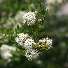 Load image into Gallery viewer, Close-up of Buckbrush flower (Ceanothus cuneatus). Another stunning Pacific Northwest native shrub available at Sparrowhawk Native Plants Nursery in Portland, Oregon.