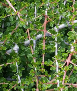 Close up of the tiny bright green spring leaves of buckbrush (Ceanothus cuneatus). Another stunning Pacific Northwest native shrub available at Sparrowhawk Native Plants Nursery in Portland, Oregon.