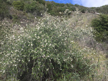 Load image into Gallery viewer, Full-grown form of buckbrush (Ceanothus cuneatus) in flower. Another stunning Pacific Northwest native shrub available at Sparrowhawk Native Plants Nursery in Portland, Oregon.