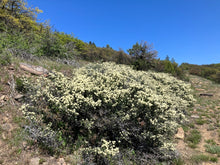 Load image into Gallery viewer, A natural hedge of mature buckbrush (Ceanothus cuneatus) shrubs in full flower. Another stunning Pacific Northwest native shrub available at Sparrowhawk Native Plants Nursery in Portland, Oregon.