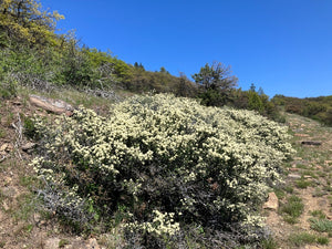 A natural hedge of mature buckbrush (Ceanothus cuneatus) shrubs in full flower. Another stunning Pacific Northwest native shrub available at Sparrowhawk Native Plants Nursery in Portland, Oregon.