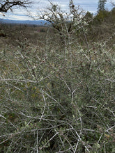 Load image into Gallery viewer, Buckbrush&#39;s &quot;winter look&quot; (Ceanothus cuneatus). Another stunning Pacific Northwest native shrub available at Sparrowhawk Native Plants Nursery in Portland, Oregon.