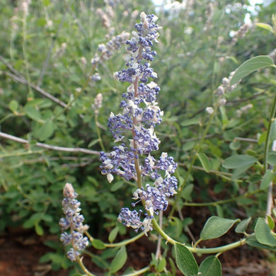 Close-up of the showy blueish-white flower of deerbrush (Ceanothus integerrimus). One of 150+ species of Pacific Northwest native plants available at Sparrowhawk Native Plants, Native Plant Nursery in Portland, Oregon.