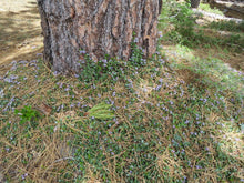 Load image into Gallery viewer, A close-up outdoor scene showing the base of a large tree trunk surrounded by Mahala Mat (Ceanothus prostratus) growing as a green ground cover with small purple flowers, dry pine needles, and some grass in a natural setting. One of approximately 200 species of Pacific Northwest native plants available at Sparrowhawk Native Plants, native plant nursery in Portland, Oregon.