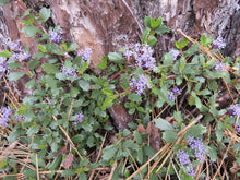Load image into Gallery viewer, Purple flowers and spiky green leaves of Mahala Mat (Ceanothus prostratus) growing along the base of a textured brown tree trunk, with dry pine needles scattered around. One of approximately 200 species of Pacific Northwest native plants available at Sparrowhawk Native Plants, native plant nursery in Portland, Oregon.