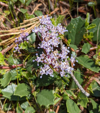Load image into Gallery viewer, A close-up of a cluster of small light purple flowers and deep green leaves of Mahala Mat (Ceanothus prostratus) growing in a natural outdoor setting with dry grass and soil. One of approximately 200 species of Pacific Northwest native plants available at Sparrowhawk Native Plants, native plant nursery in Portland, Oregon.