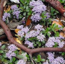 Load image into Gallery viewer, Purple flowering clusters and tiny green leaves of Mahala Mat (Ceanothus prostratus) growing among brown branches and fallen leaves on the ground. One of approximately 200 species of Pacific Northwest native plants available at Sparrowhawk Native Plants, native plant nursery in Portland, Oregon.