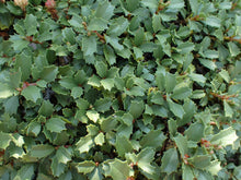 Load image into Gallery viewer, Close-up of dense green holly-like leaves with spiky edges of Mahala Mat (Ceanothus prostratus). One of approximately 200 species of Pacific Northwest native plants available at Sparrowhawk Native Plants, native plant nursery in Portland, Oregon.
