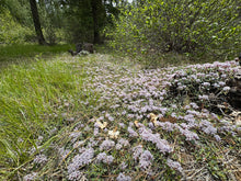 Load image into Gallery viewer, A natural outdoor scene with a dense patch of Mahala Mat (Ceanothus prostratus) with small pale purple flowers covering the ground, surrounded by green grass, shrubs, and trees. One of approximately 200 species of Pacific Northwest native plants available at Sparrowhawk Native Plants, native plant nursery in Portland, Oregon.