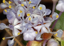 Load image into Gallery viewer, Macro shot of a cluster of small pale lavender flowers with yellow stamens of Mahala Mat (Ceanothus prostratus) against a blurred natural background. One of approximately 200 species of Pacific Northwest native plants available at Sparrowhawk Native Plants, native plant nursery in Portland, Oregon.