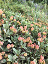 Load image into Gallery viewer, Close-up of the low-growing green ground cover with many small, rounded, pinkish-red buds or berries among spiky green leaves of Mahala Mat (Ceanothus prostratus). One of approximately 200 species of Pacific Northwest native plants available at Sparrowhawk Native Plants, native plant nursery in Portland, Oregon.