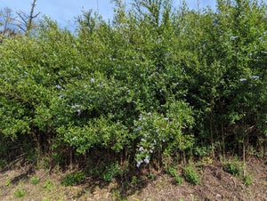 Blue blossom ceanothus (Ceanothus thyrsiflorus) acting as a wild habitat hedge row. One of the approximately 200 species of Pacific Northwest native plants available at Sparrowhawk Native Plants, Native Plant Nursery in Portland, Oregon.