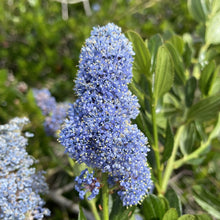 Load image into Gallery viewer, Close-up of the showy blue flower of blue blossom ceanothus (Ceanothus thyrsiflorus). One of approximately 200 species of Pacific Northwest native plants available at Sparrowhawk Native Plants, Native Plant Nursery in Portland, Oregon.