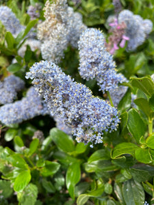 Close-up of the showy blue flowers of blue blossom ceanothus (Ceanothus thyrsiflorus). One of approximately 200 species of Pacific Northwest native plants available at Sparrowhawk Native Plants, Native Plant Nursery in Portland, Oregon.