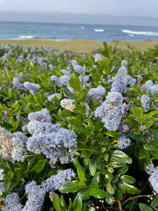 A wild population of blue blossom ceanothus (Ceanothus thyrsiflorus) on the Pacific coast. One of approximately 200 species of Pacific Northwest native plants available at Sparrowhawk Native Plants, Native Plant Nursery in Portland, Oregon.