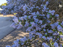 Load image into Gallery viewer, Closeup of branches of blue blossom ceanothus (Ceanothus thyrsiflorus) in full bloom along a roadside. One of approximately 200 species of Pacific Northwest native plants available at Sparrowhawk Native Plants, Native Plant Nursery in Portland, Oregon.