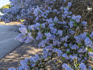 Closeup of branches of blue blossom ceanothus (Ceanothus thyrsiflorus) in full bloom along a roadside. One of approximately 200 species of Pacific Northwest native plants available at Sparrowhawk Native Plants, Native Plant Nursery in Portland, Oregon.