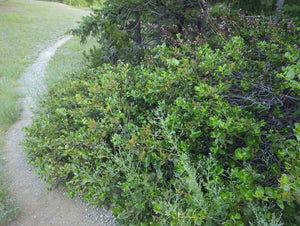 Mature growth habit of snowbrush, mountain balm, tobacco plant (Ceonothus velutinus) along a forest edge. One of approximately 200 species of Pacific Northwest native wildflowers, shrubs, and trees available at Sparrowhawk Native Plants, Native Plants, native plant nursery in Portland, Oregon.