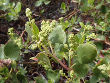 Load image into Gallery viewer, Close-up of the buds of snowbrush, mountain balm, tobacco plant (Ceonothus velutinus). One of the approximately 200 species of Pacific Northwest native wildflowers, shrubs and trees available at Sparrowhawk Native Plants, Native Plant nursery in Portland, Oregon.