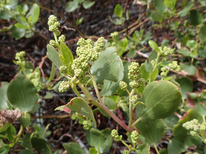 Close-up of the buds of snowbrush, mountain balm, tobacco plant (Ceonothus velutinus). One of the approximately 200 species of Pacific Northwest native wildflowers, shrubs and trees available at Sparrowhawk Native Plants, Native Plant nursery in Portland, Oregon.