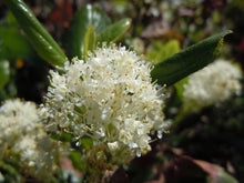 Load image into Gallery viewer, Close-up of an extraordinary cluster of white flowers of snowbrush, mountain balm, tobacco plant (Ceonothus velutinus). One of the approximately 200 species of Pacific Northwest native wildflowers, shrubs and trees available at Sparrowhawk Native Plants, Native Plant nursery in Portland, Oregon.