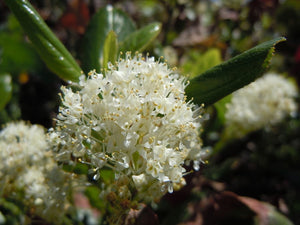 Close-up of an extraordinary cluster of white flowers of snowbrush, mountain balm, tobacco plant (Ceonothus velutinus). One of the approximately 200 species of Pacific Northwest native wildflowers, shrubs and trees available at Sparrowhawk Native Plants, Native Plant nursery in Portland, Oregon.