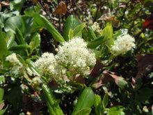 Load image into Gallery viewer, Close-up of an extraordinary cluster of white flowers of snowbrush, mountain balm, tobacco plant (Ceonothus velutinus). One of the approximately 200 species of Pacific Northwest native wildflowers, shrubs and trees available at Sparrowhawk Native Plants, Native Plant nursery in Portland, Oregon.