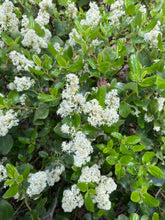 Load image into Gallery viewer, Bright green leaves and cluster of showy white flowers of snowbrush, mountain balm, tobacco plant (Ceonothus velutinus). One of the approximately 200 species of Pacific Northwest native wildflowers, shrubs and trees available at Sparrowhawk Native Plants, Native Plant nursery in Portland, Oregon.