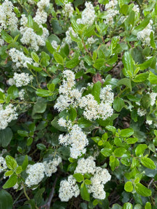 Bright green leaves and cluster of showy white flowers of snowbrush, mountain balm, tobacco plant (Ceonothus velutinus). One of the approximately 200 species of Pacific Northwest native wildflowers, shrubs and trees available at Sparrowhawk Native Plants, Native Plant nursery in Portland, Oregon.