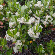 Load image into Gallery viewer, Close-up of the white flowering branches of snowbrush, mountain balm, tobacco plant (Ceonothus velutinus). One of the approximately 200 species of Pacific Northwest native wildflowers, shrubs and trees available at Sparrowhawk Native Plants, Native Plant nursery in Portland, Oregon.