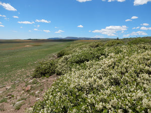 Wild population of snowbrush, mountain balm, tobacco plant (Ceonothus velutinus). One of approximately 200 species of Pacific Northwest native wildflowers, shrubs, and trees available at Sparrowhawk Native Plants, Native Plants, native plant nursery in Portland, Oregon.