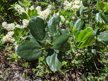 Load image into Gallery viewer, Close-up of the leathery evergreen leaves of snowbrush, mountain balm, tobacco plant (Ceonothus velutinus). One of the approximately 200 species of Pacific Northwest native wildflowers, shrubs and trees available at Sparrowhawk Native Plants, Native Plant nursery in Portland, Oregon.