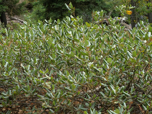 Evergreen branches and leaves of snowbrush, mountain balm, tobacco plant (Ceonothus velutinus). One of the approximately 200 species of Pacific Northwest native wildflowers, shrubs and trees available at Sparrowhawk Native Plants, Native Plant nursery in Portland, Oregon.