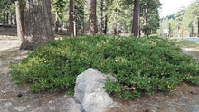 Load image into Gallery viewer, Wild population of snowbrush, mountain balm, tobacco plant (Ceonothus velutinus). One of approximately 200 species of Pacific Northwest native wildflowers, shrubs, and trees available at Sparrowhawk Native Plants, Native Plants, native plant nursery in Portland, Oregon.